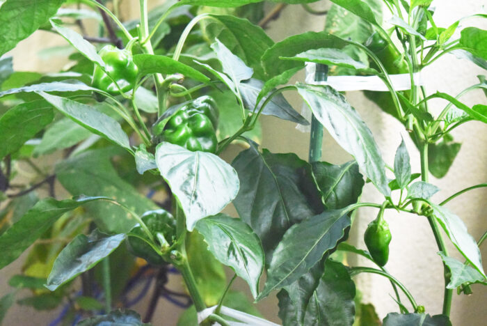 家庭菜園の様子